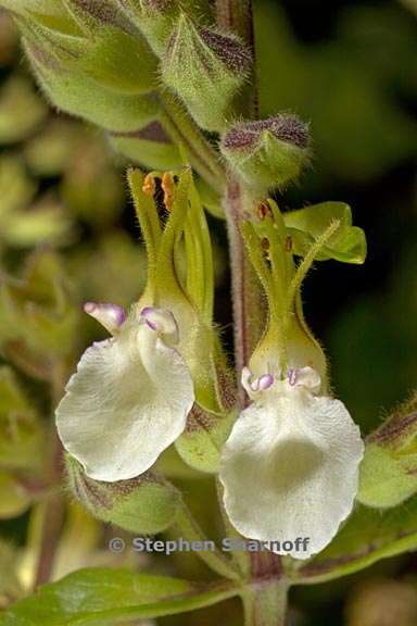 teucrium flavum 4 graphic